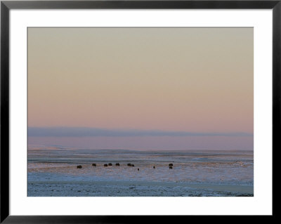 Autumn Twilight Stretches Across Cambridge Bay by Norbert Rosing Pricing Limited Edition Print image