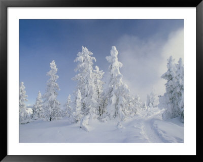 Snow-Covered Trees, West Thumb Geyser Basin, Wyoming by Raymond Gehman Pricing Limited Edition Print image