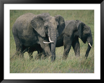 Two Elephants Grazing In The Park by Michael S. Lewis Pricing Limited Edition Print image