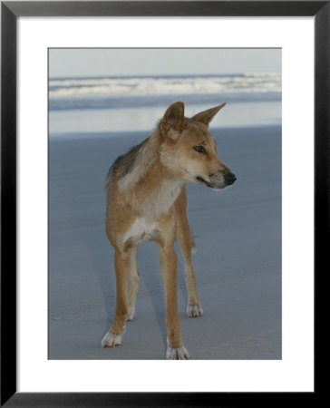A Dingo Stands On An Ocean Shore Beach by Nicole Duplaix Pricing Limited Edition Print image