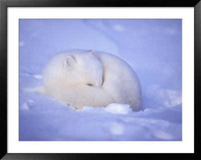An Arctic Fox Blends Into The Snow by Paul Nicklen Pricing Limited Edition Print image