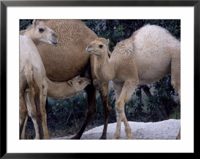 Camels by Henry Horenstein Pricing Limited Edition Print image