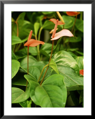 Anthurium Andreanum by Mark Bolton Pricing Limited Edition Print image
