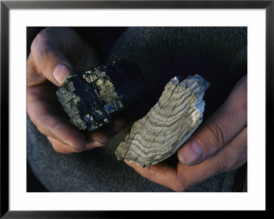 Coal And Petrified Wood In Antarctica Give Evidence That Flora Once Flourished On The Continent by Maria Stenzel Pricing Limited Edition Print image