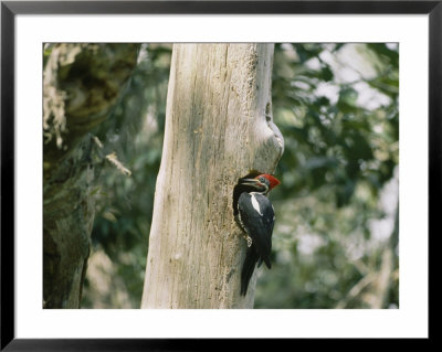 A Pileated Woodpecker Finds A Resting Spot In The Hole Of A Dead Tree by Nicole Duplaix Pricing Limited Edition Print image