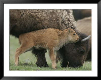 American Bison Calf Stands Next To Mother by Norbert Rosing Pricing Limited Edition Print image