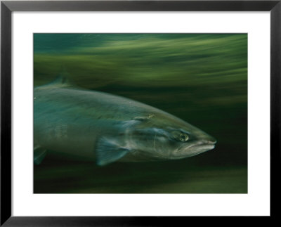 A Determined Two-To Six-Pund Grilse Makes His Way Through The Water by Paul Nicklen Pricing Limited Edition Print image