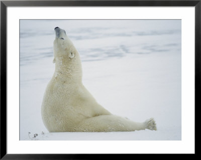 A Polar Bear Sits In The Snow by Norbert Rosing Pricing Limited Edition Print image