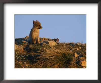 The Late Afternoon Sun Casts An Orange Glow Over A Young Arctic Fox by Norbert Rosing Pricing Limited Edition Print image