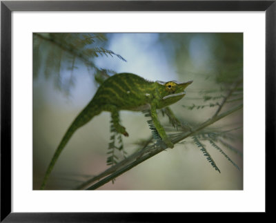 A Chameleon With Yellow Eyes Balances On A Thin Branch by Michael Melford Pricing Limited Edition Print image