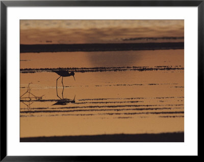 An Avocet Forages At Sunset Along The Waters Edge by Bill Curtsinger Pricing Limited Edition Print image