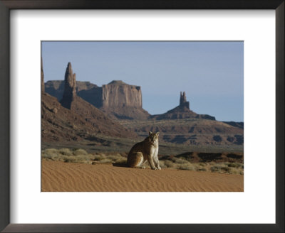A Mountain Lion Surveys Its Domain by Norbert Rosing Pricing Limited Edition Print image