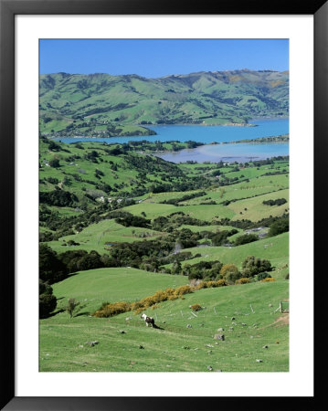 Rolling Fields With Grazing Sheep Overlooking Otago Peninsula by Todd Gipstein Pricing Limited Edition Print image
