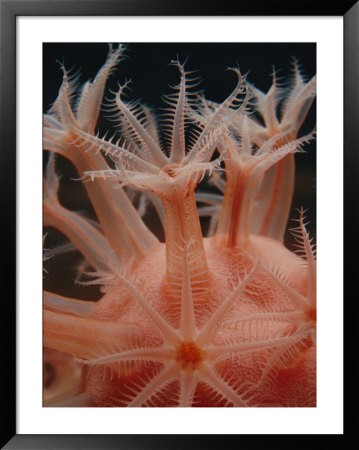 A Mushroom Soft Coral In The Deep Sea Collection At The Monterey Bay Aquarium by Bill Curtsinger Pricing Limited Edition Print image