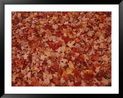 Fallen Autumn Leaves by Stephen St. John Pricing Limited Edition Print image