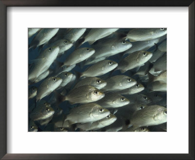 Close View Of A School Of Snappers by Bill Curtsinger Pricing Limited Edition Print image