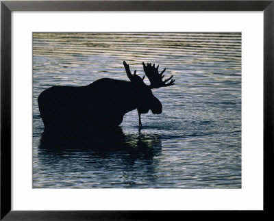 Moose Wading In A Kettle Lake, His Body Silhouetted Against The Water by Michael Melford Pricing Limited Edition Print image