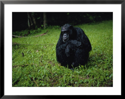 Chimpanzee In The Rain by Michael Nichols Pricing Limited Edition Print image