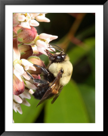 A Large Carpenter Bee, Xylocopa Virginica, Feeding On Milkweed by George Grall Pricing Limited Edition Print image