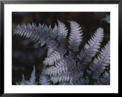 The Leaf Of A Japanese Painted Fern Emerges In Spring by Stephen Alvarez Pricing Limited Edition Print image