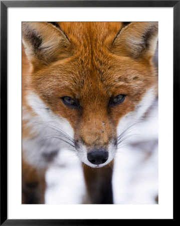 Red Fox, Portrait Of Face, Lancashire, Uk by Elliott Neep Pricing Limited Edition Print image