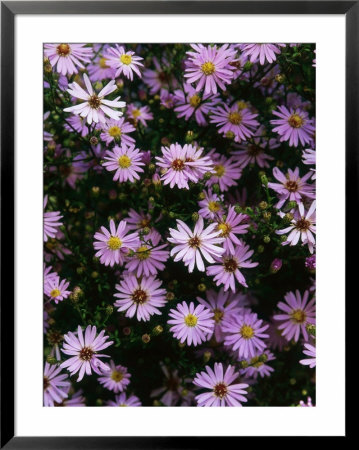Aster Little Carlow Perennial Close-Up Of Daisy Like Mauve Flowerheads by Mark Bolton Pricing Limited Edition Print image