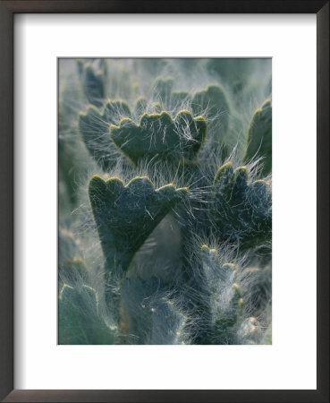 A Close View Of A White Bearpaw Poppy by Joel Sartore Pricing Limited Edition Print image