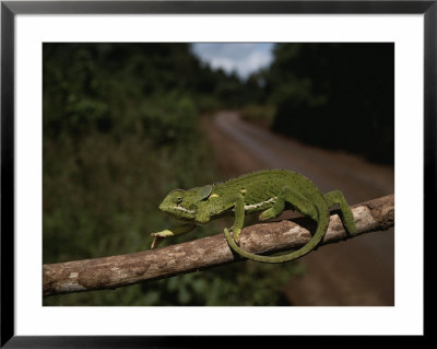 A Bright Green Chameleon Walks Along A Branch by Bill Curtsinger Pricing Limited Edition Print image