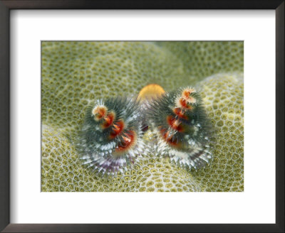 Close View Of The Budding Exterior Of A Christmas Tree Worm by Wolcott Henry Pricing Limited Edition Print image