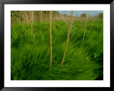 Lush Green Grasses Blow In The Wind by Raymond Gehman Pricing Limited Edition Print image
