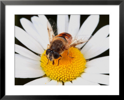 Drone Fly, Earistalis Species, A Honey Bee Mimic, Feeding On Nectar by George Grall Pricing Limited Edition Print image