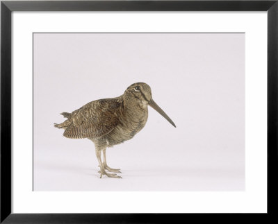 Woodcock, St. Tiggywinkles, Uk by Les Stocker Pricing Limited Edition Print image
