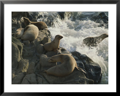 California Sea Lions (Zalophus Californianus) Bask On San Miguel by Jim Sugar Pricing Limited Edition Print image