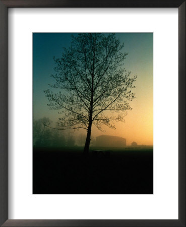 Misty Twilight View Of A Silhouetted Tree by Sam Abell Pricing Limited Edition Print image