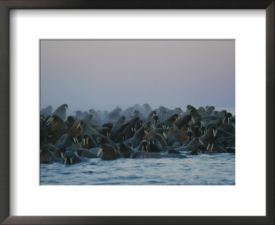 A Group Of Walruses, Odobenus Rosmarus, Seek Safety In Numbers by Norbert Rosing Pricing Limited Edition Print image