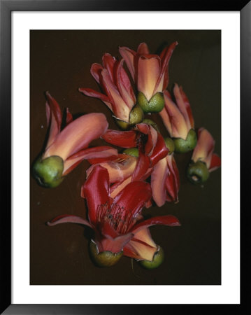 Discarded Flowers At The Botanical Gardens In Miami, Florida by Wolcott Henry Pricing Limited Edition Print image