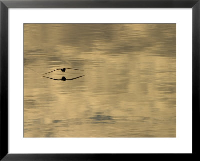 A Northern Fulmar Skims The Water Of Hinlopen Strait by Ralph Lee Hopkins Pricing Limited Edition Print image