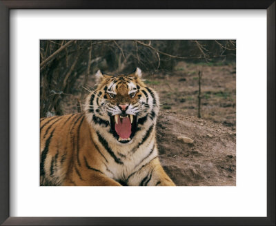 A Captive Tiger With Mouth Wide Open by Roy Toft Pricing Limited Edition Print image