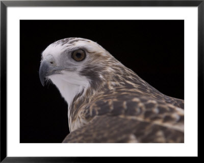 A Close-Up Of A Krider's Red-Tailed Hawk by Joel Sartore Pricing Limited Edition Print image