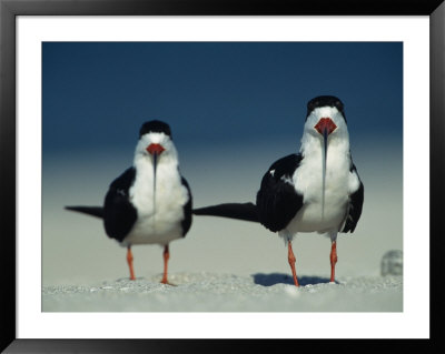 Pair Of Black Skimmer Birds by Klaus Nigge Pricing Limited Edition Print image