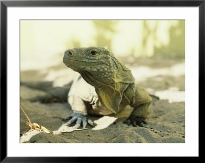 An Iguana Basks In A Sunny Spot On A Sandy Patch Of Earth by Bill Curtsinger Pricing Limited Edition Print image