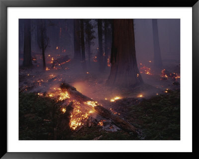 View Of A Controlled Fire In A Stand Of Giant Sequoia Trees by Raymond Gehman Pricing Limited Edition Print image