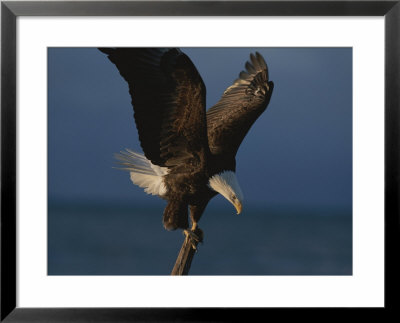 A Northern American Bald Eagle Lands On A Piece Of Driftwood by Norbert Rosing Pricing Limited Edition Print image
