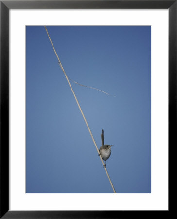 A Red-Backed Fairy Wren On An Overhead Line by Jason Edwards Pricing Limited Edition Print image