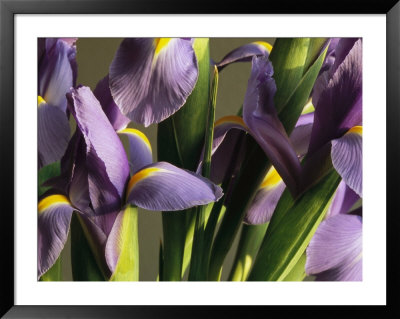 Close View Of A Cluster Of Domesticated Irises by Marc Moritsch Pricing Limited Edition Print image