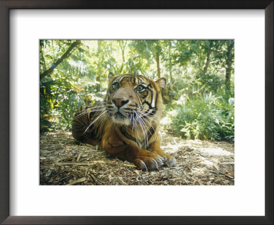 A Captive Sumatran Tiger With A Stressed Expression On Its Face by Jason Edwards Pricing Limited Edition Print image