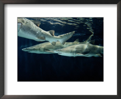 A School Of Sand Tiger Sharks by George Grall Pricing Limited Edition Print image