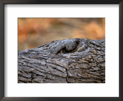 Dwarf Mongoose, Linyanti, Okavango Delta, Botswana by Pete Oxford Pricing Limited Edition Print image