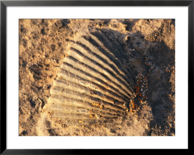 Fossil Of A Shell On Ellesmere Island by Paul Nicklen Pricing Limited Edition Print image