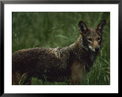 A Red Wolf At A Captive Breeding Center by Joel Sartore Pricing Limited Edition Print image